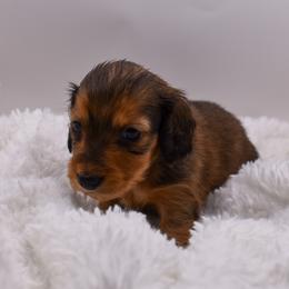 Red male - Red male Dachshund puppy in Maurice, Louisiana from Hart Dachshunds