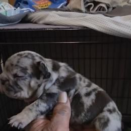 Girl 3 - Black and tan female French Bulldog puppy in Charlotte, North Carolina from Solid Bulls Kamp LLC