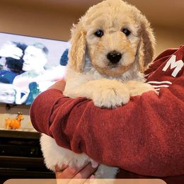 Goldendoodle Puppies from Nichols family k9s