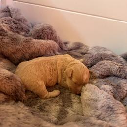 Lucy - Cream female Havanese puppy in Cadwell, Georgia from Hashtag Havenese
