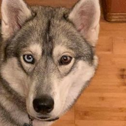 Siberian Huskies from Kurtz K9