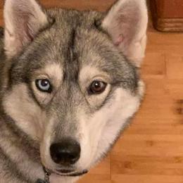 Siberian Huskies from Kurtz K9