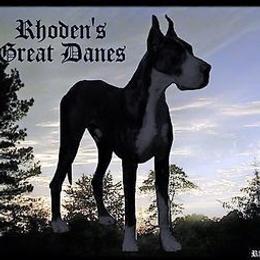 Great Danes from Terrie Rhoden Kirkland