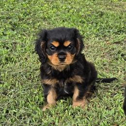 Buzz - Black and tan male Cavalier King Charles Spaniel puppy in Rochelle, Illinois from Alexandra's Royal Cavaliers