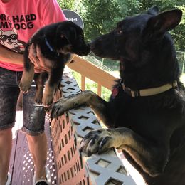 German Shepherd Puppies from Sandy’s Shepherds