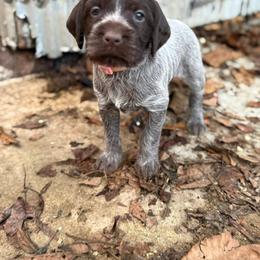 German Shorthaired Pointer and Wirehaired Pointing Griffon Puppies from County Line Pointers