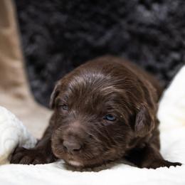 Girl 2 - female Border Collie puppy in Shelbyville, Tennessee from C Horns Ranch Border Collies