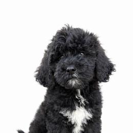 Evie - Parti female Goldendoodle puppy in Warrensburg, Missouri from Supreme Doodles