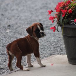 Cindy - White female Boxer puppy in Pennsylvania from Anthony's Boxers