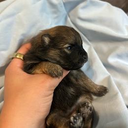Moe - Red sable female Pomeranian puppy in Clinton, Tennessee from Liza’s Aussies & Poms