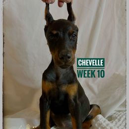 CHEVELLE - Black and rust female Doberman Pinscher puppy in Columbus, Ohio from Von Schaaf Haus DuPree