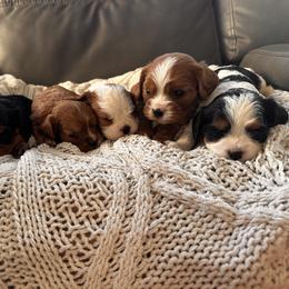 Cavalier King Charles Spaniel and Cavapoo Puppies from Pixie Dust Cavaliers