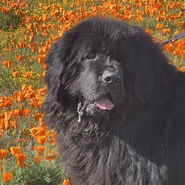 Apollo - Newfoundland