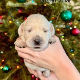 Boy 1 - Yellow male Labrador Retriever puppy in Brooksville, Florida from Lonestar Labradors C&E