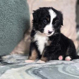 Clay - Black tri male Miniature Australian Shepherd puppy in Killen, Alabama from Wilkers Wholehearted Mini Aussies