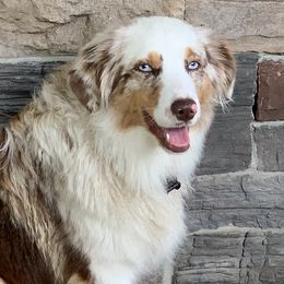 Australian Shepherds, Miniature American Shepherds, Miniature Australian Shepherds, and Toy Australian Shepherds from JKKJ Farms