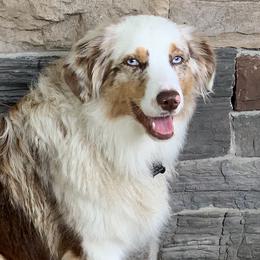 Australian Shepherds, Miniature American Shepherds, Miniature Australian Shepherds, and Toy Australian Shepherds from JKKJ Farms