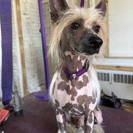 Rikki - Chinese Crested