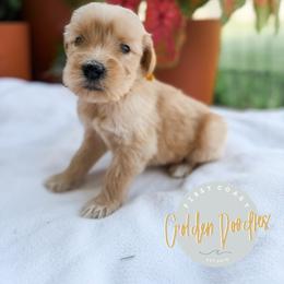 Oakley - Cream male Goldendoodle puppy in Jacksonville, Florida from First Coast Goldendoodles