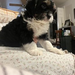 Cavalier King Charles Spaniel, Cavapoo, Maltipoo, and Poodle Puppies from Lainy's Puppies