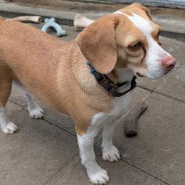 Beagle puppies from Tailwindfarm