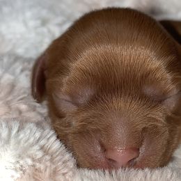 Ruby Girl - Jan - Ruby Cavalier King Charles Spaniel puppy in Zion Crossroads, Virginia from Karma's Cavaliers