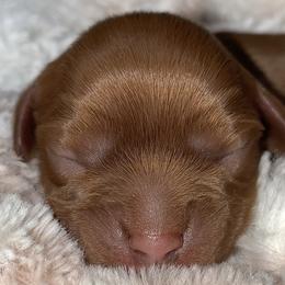 Ruby Girl - Jan - Ruby Cavalier King Charles Spaniel puppy in Zion Crossroads, Virginia from Karma's Cavaliers