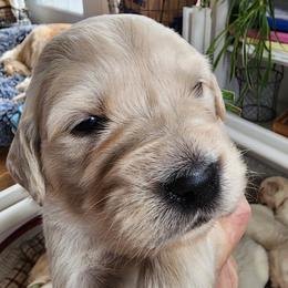 Mr. Green - Light golden male Golden Retriever puppy in Phoenix, Maryland from Tamarind Goldens
