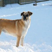 Chinook All Grown Up from Granite Hill Chinooks