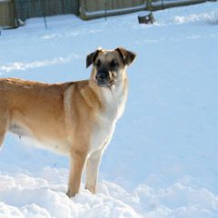 Chinook All Grown Up from Granite Hill Chinooks