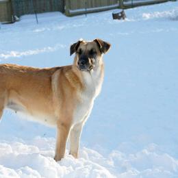 Chinook All Grown Up from Granite Hill Chinooks