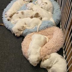 Clumber Spaniel Puppies from Lemontree Clumbers