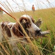 Irish Red and White Setters from Waidman IRWS