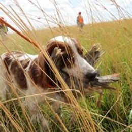 Irish Red and White Setters from Waidman IRWS