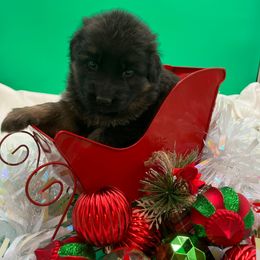 Evergreen - Black and tan female German Shepherd puppy in Walla Walla, Washington from Silver Knight Shepherds