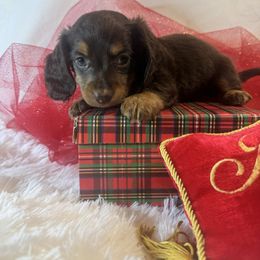 Pretty Girl - Chocolate and tan female Dachshund puppy in Polo, Missouri from Blue Tails Farm