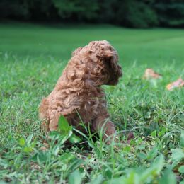Poodle Puppies from Delphinium Breeder