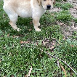 Labrador Retriever Puppies from Triple Threat Labradors