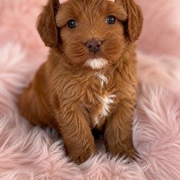 Girl 1 - Caramel red female Australian Labradoodle puppy in Covington, Louisiana from Bayou Doodles