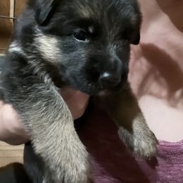 German Shepherd Puppies from McGarry German Shepherds