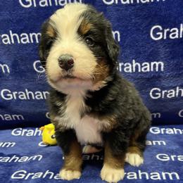 Teal Collar - Black rust and white male Bernese Mountain Dog puppy in Comer, Georgia from Water Oak Farm