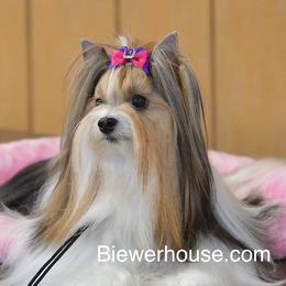 Gipsy - Biewer Terrier