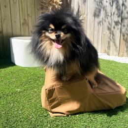 Waffles - Pomeranian