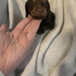 Dachshund puppies from White Oak Kennels