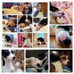 Billy - Jack Russell Terrier