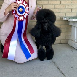 Poodle All Grown Up from Madness Kennels