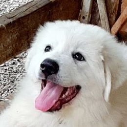 Great Pyrenees from Willow Creek Farm