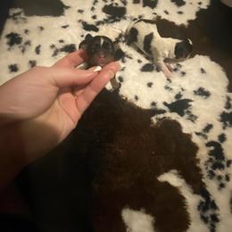 Tiny tradional - Black and gold female Yorkshire Terrier puppy in Yukon, Oklahoma from Tiffs Yorkie babies