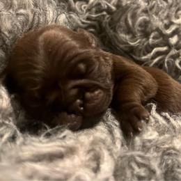 Chocolate boy 1 - Black male Pug puppy in Onalaska, Washington from Cupid’s Pugs