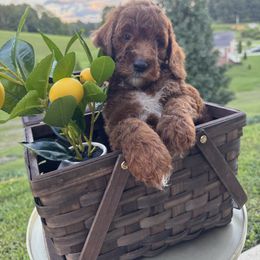 Fisher - Red  male Goldendoodle puppy in Jonesborough, Tennessee from Ruby Red Goldendoodles